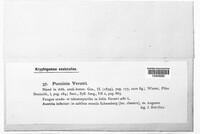 Puccinia veratri image